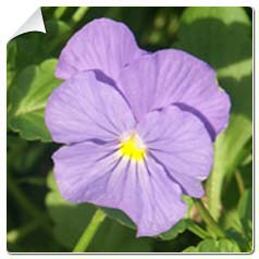 Violeta 'Azurella'